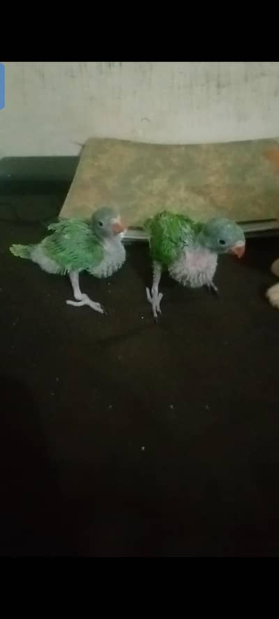 Parrot Katha chicks 25 days
