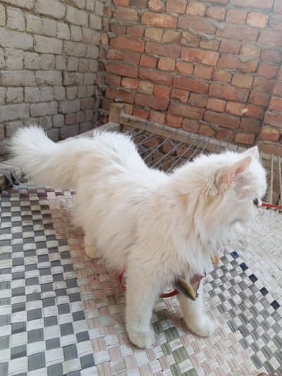 Punch Face Cat Kitten