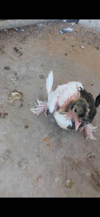 difrent types fancy  pigeon  chicks avalible hand taim