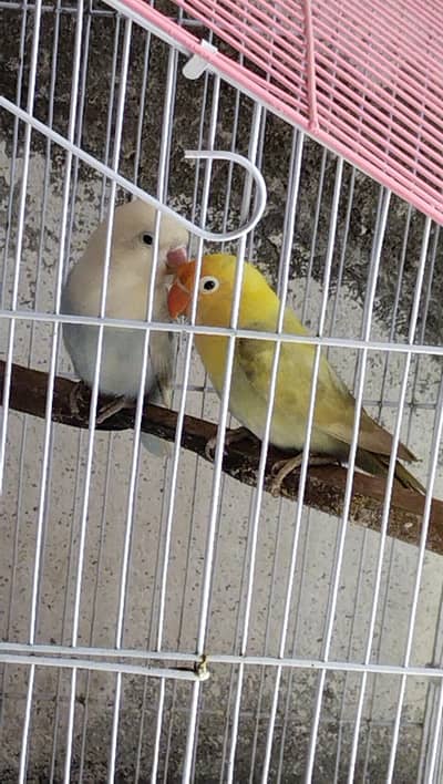 love bird breeder pair