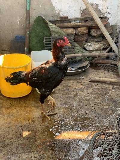 Thai aseel breeder pair full black behtereen quality