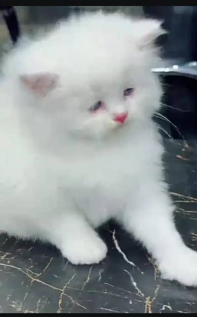 Persian female kitten for sale delivery available all Pakistan