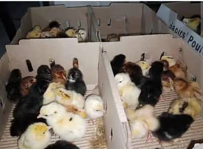 Hens, Golden Misri Chiks