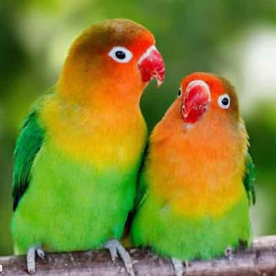 Love birds For Sale
