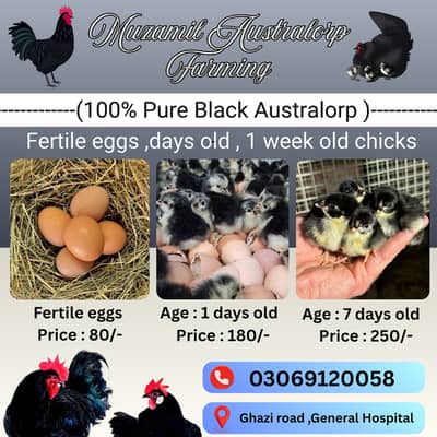 Australorp chicks|Black australorp chicks|pure australorp|Fertile  egg