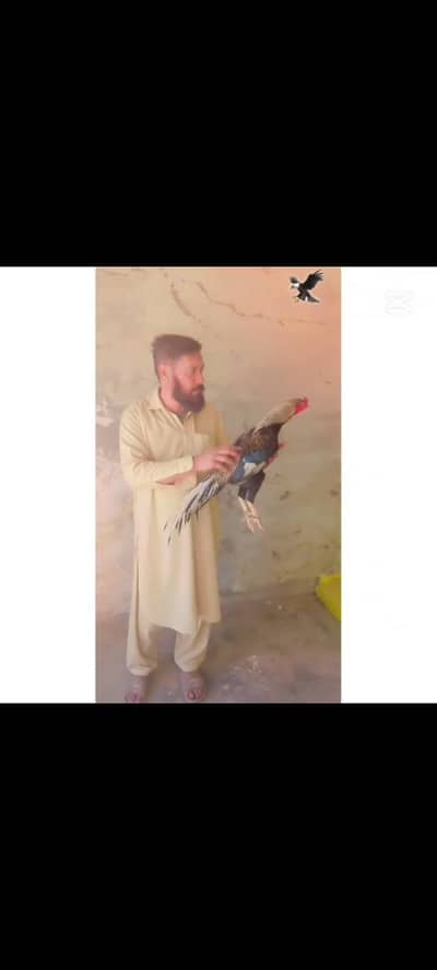 aseel jawaa for sell