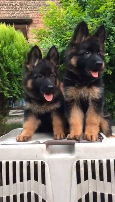 Gurman Shaft Dog My WhatsApp 03411645404  (0@_#@