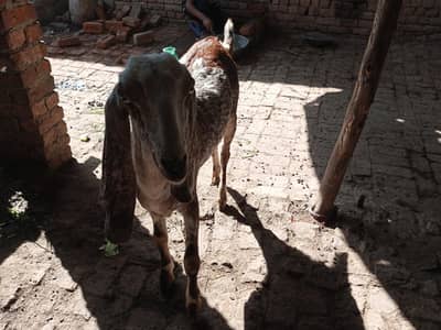 کھسی بکرا قربانی 2026