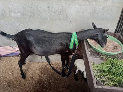 Urgent sale  بکری ساتھ دو بچے