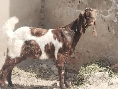 pure nasli bachy hy 2no male hy