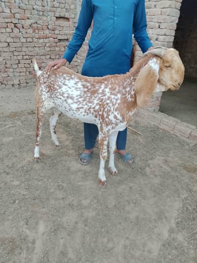 قربانی کے لیے بکرا برائے فروخت ہیں