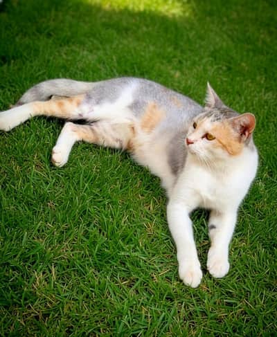 Beautiful Female Cat for Sale – Healthy & Friendly