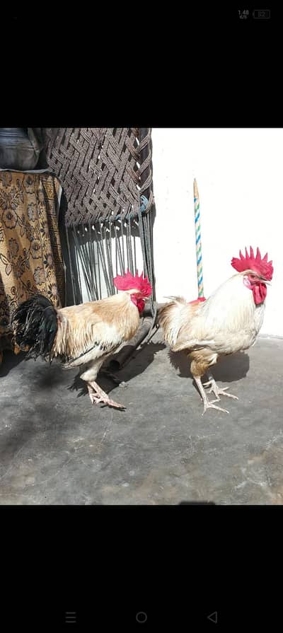 Desi murgha Ghar k Palay huway