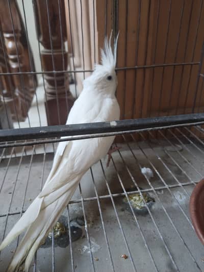 Pure white Cocktail For Sale