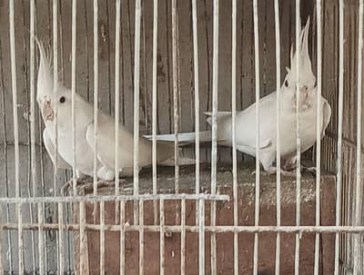 Eno cocktail breeder Pair