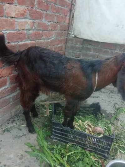 2 Dant Fresh Bakra For Sale