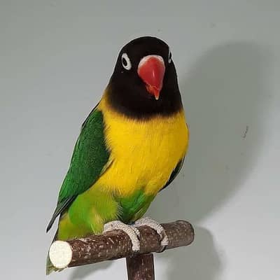 love bird Black mask yellow chest