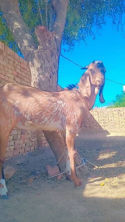 pure Makhi Cheena goat | white Bakra | qurbani Goat | بکرا | Gona