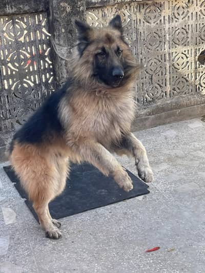 German shaperd breader Male