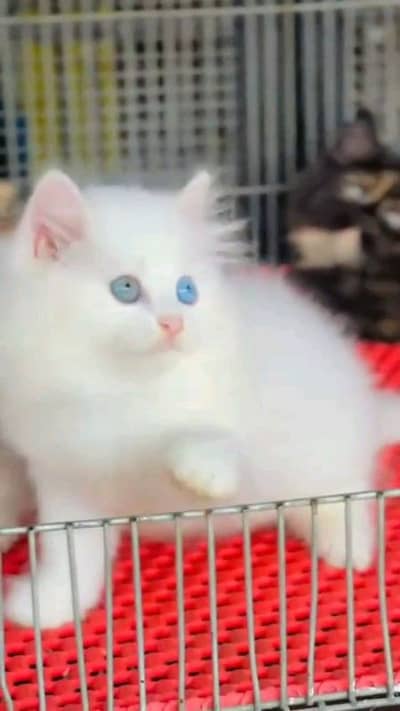 wolrd famuos pairsian helthy and active kitten for sale