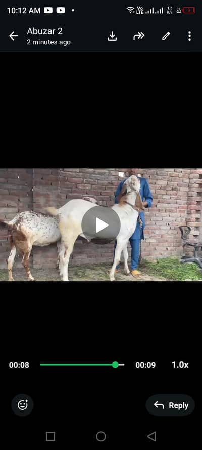 Makkhi china breeder For sale /  high weight Bakra / Breeder Bakra
