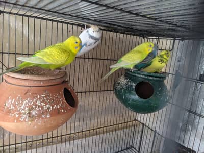 bujies parrot breeder pair