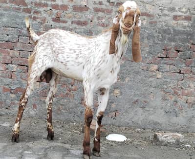 Vip makhi cheena breader