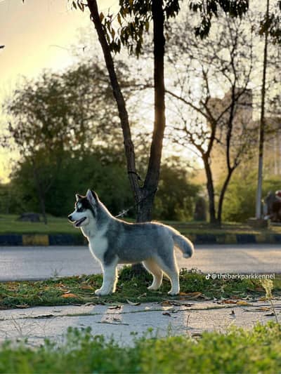 triple coat siberian husky