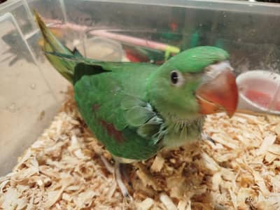 raw Alexanderine parrot