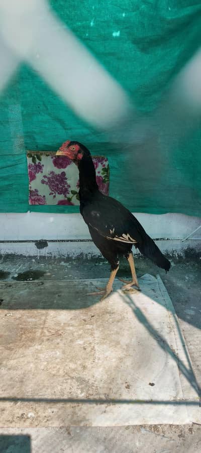 miawali aseel patha urgent for sale