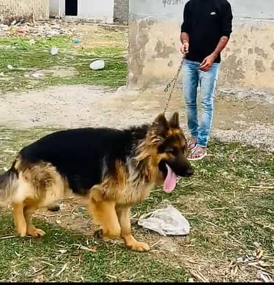 German Dog Long coat