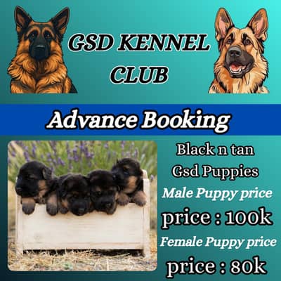 German shepherd |pink pedigree puppies | Black & Black n tan puppy