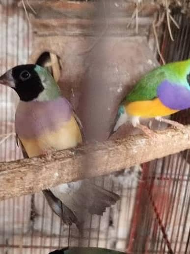 comman goldian finches 5500 - 03277890681