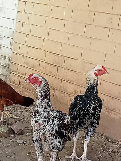 aseel sindhi murghe for sale