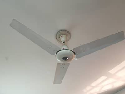 Royal ceiling fan