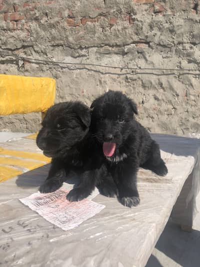 German shepherd puppies