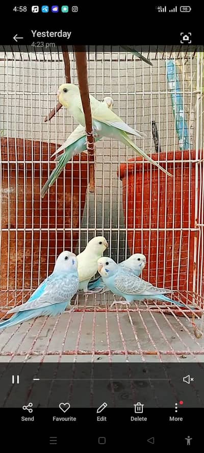 RAINBOW BUDGIES