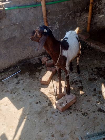 Bakri, goat