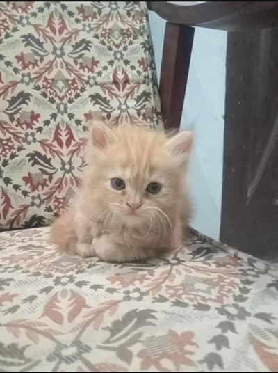 2 months Persian Kitten Available for sale