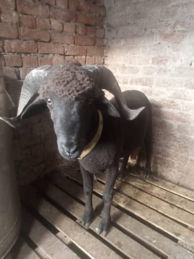 urgent for sale 90,000 full Final black long tail male