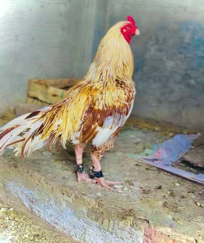 Lasani bereder mall fir sal ha