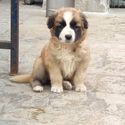 AFGHANI KUCHI Puppy 2 month