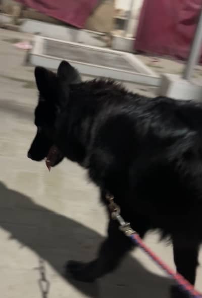 Black belgium sheaprd