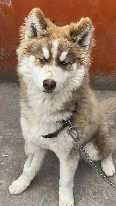 Siberian Husky Male | Husky Blue Eyes | Husky Male Dog For Sale |