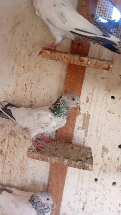 kamangar young female hai