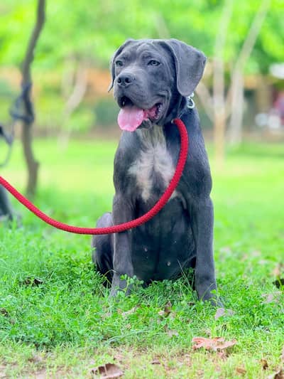 cane corso alabai Caucasian Shepherd 03234696626