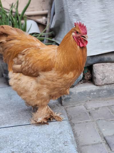 Golden Buff Leghorn