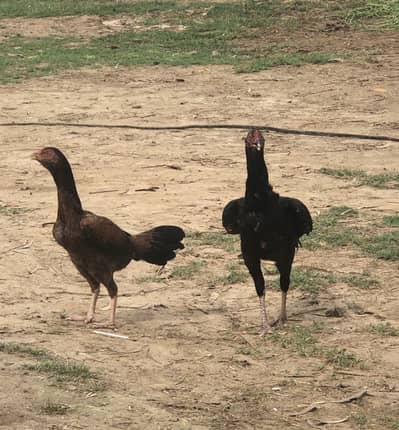 Pair Aseel for sale best price