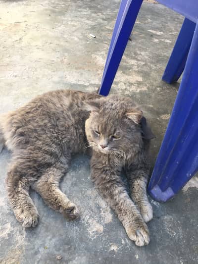 Male cat doll face urgent sale