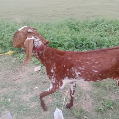 heavy weight bakri qurbani ke liye for sale fatehpur Chowk